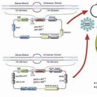 p2CT-His-MBP-Lbu_C2c2_R472A_H477A_R1048A_H1053A大肠敲除质粒