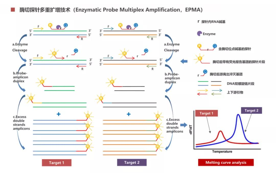 熔解曲线技术小课堂