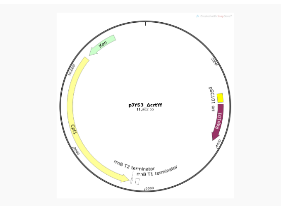 pJYS3_ΔcrtYf大肠敲除质粒