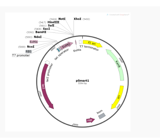 pSmart1大肠表达质粒