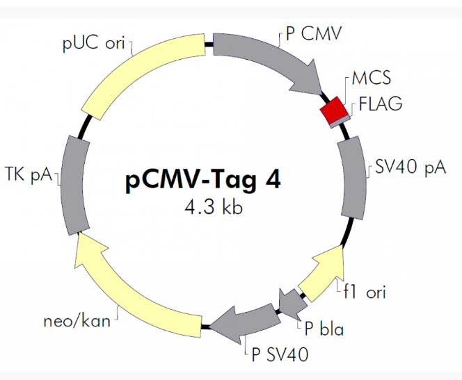 pCMV-Tag 4B哺乳表达质粒