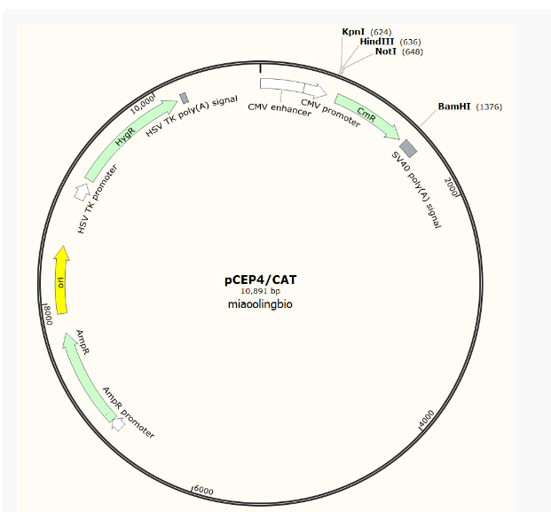 pCEP4-CAT哺乳表达质粒