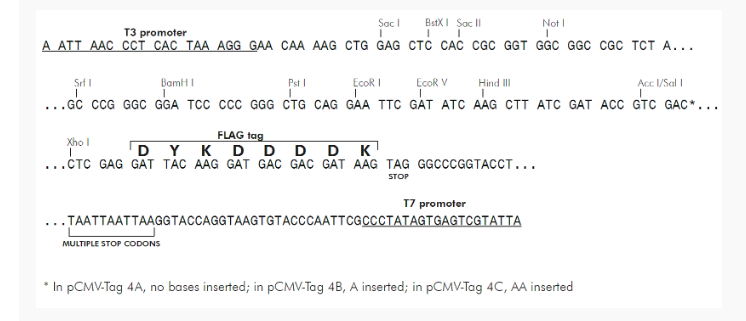 pCMV-Tag 4B哺乳表达质粒