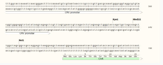 pCEP4-CAT哺乳表达质粒