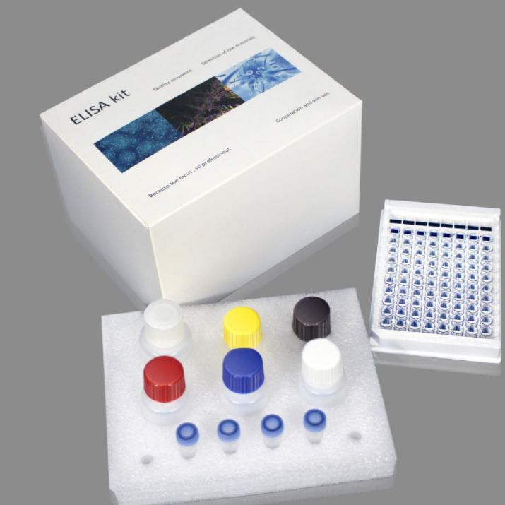人克拉拉细胞蛋白(CC16) ELISA试剂盒 