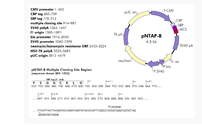 pNTAP-B哺乳表达质粒