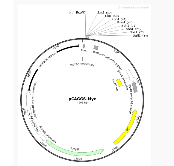 pCAGGS-Myc哺乳表达质粒