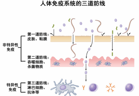 免疫球蛋白定义及测定的意义