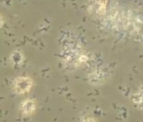 听说，你的细胞又被污染了？