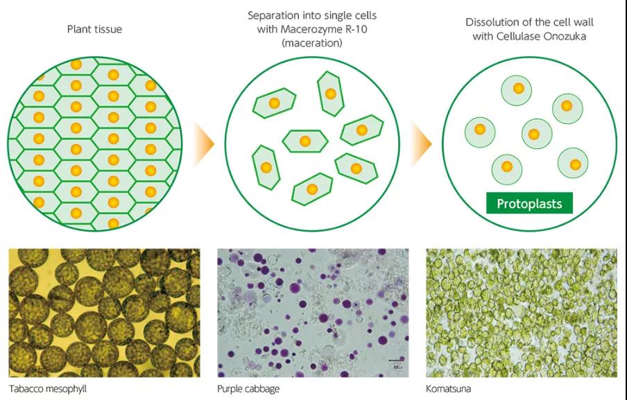 植物原生质体分离用到的那些酶