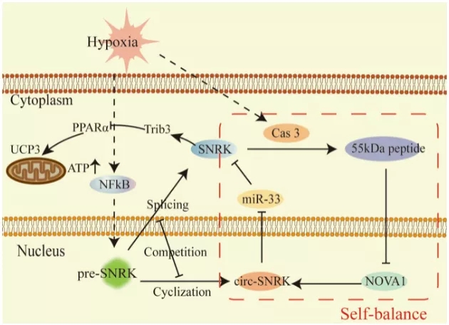 Nature子刊丨circRNA测序助力发现SNRK和circ-SNRK的负反馈机制可调节MI后的心脏功能