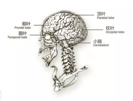其实，画图是每一个医生的必修课