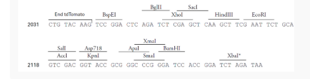 ptdTomato-C1哺乳荧光质粒