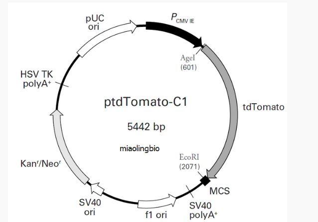 ptdTomato-C1哺乳荧光质粒