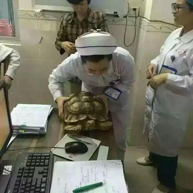 乌龟到医院排队看病  被病人投诉怎么办？