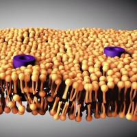 钠(2R)-2,3-二(月桂酰氧基)丙基氢磷酸酯