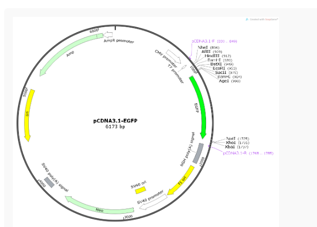 pCDNA3.1-EGFP①哺乳荧光质粒