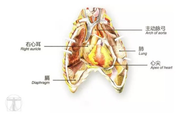 其实，画图是每一个医生的必修课
