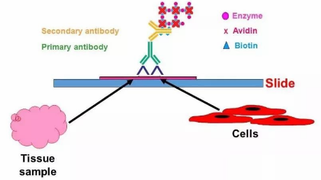 免疫组化（IHC）试验说明及详细步骤