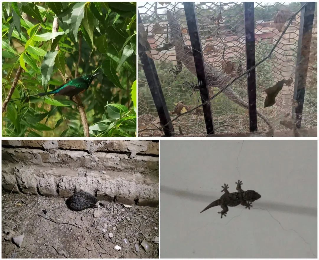 西安市中医医院：第 36 批驻苏丹医疗队队员的异国见闻