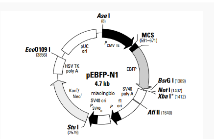 pEBFP-N1哺乳荧光质粒