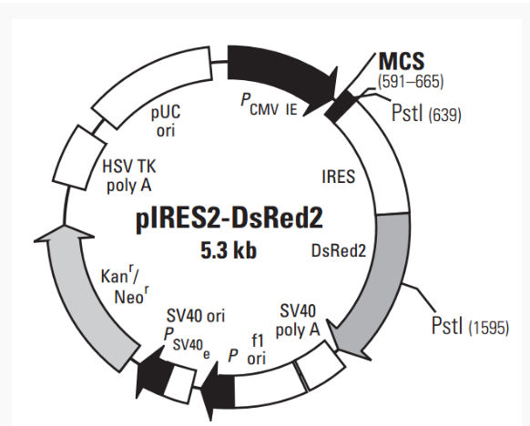 pIRES2-DsRed2哺乳荧光质粒