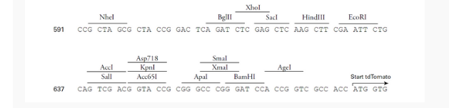 ptdTomato-N1哺乳荧光质粒
