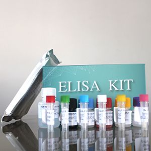 细菌(Bacteria)脲酶（UREASE）ELISA检测试剂盒