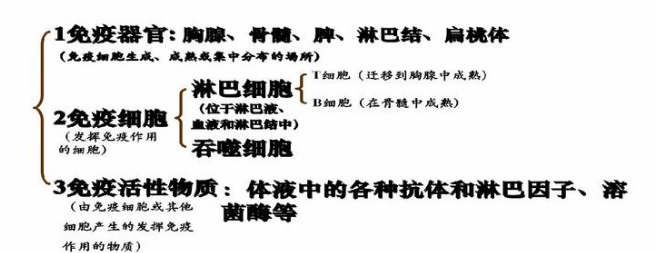 免疫球蛋白定义及测定的意义