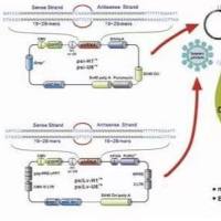pDsRed-Monomer-N1哺乳荧光质粒