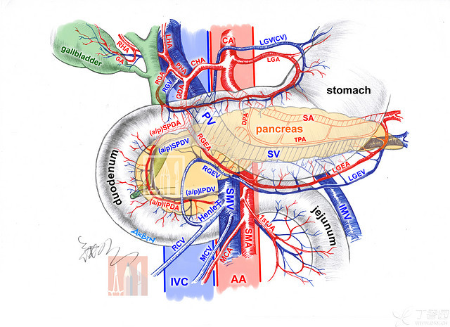 用 3 张图讲明腹腔血管，手术必备！