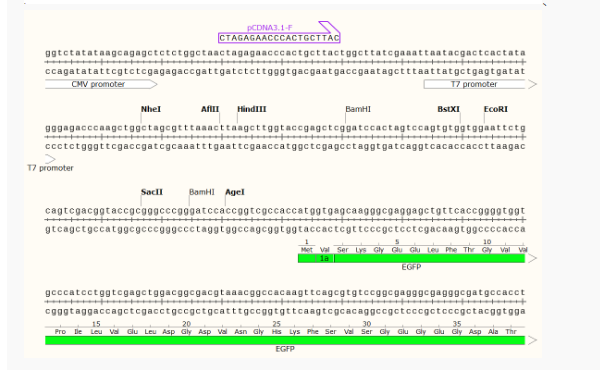 pCDNA3.1-EGFP①哺乳荧光质粒
