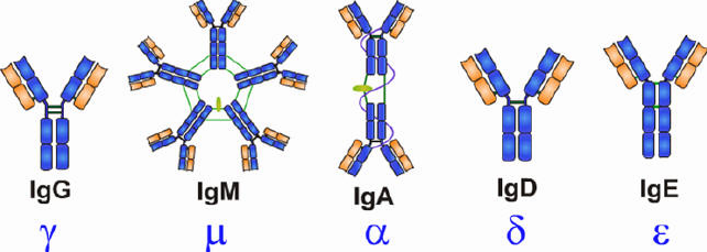 免疫球蛋白定义及测定的意义
