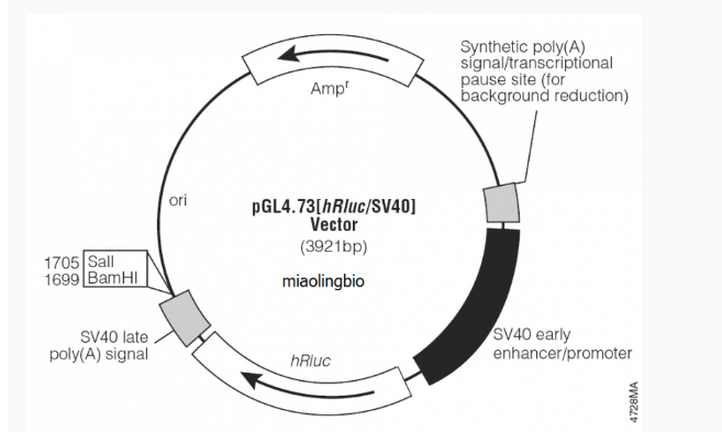 pGL4.73[hRluc /SV40]哺乳报告质粒
