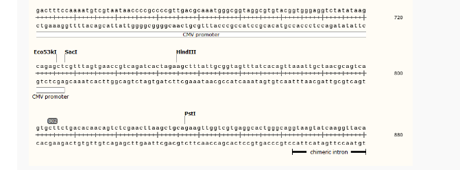 pRL-CMV哺乳报告质粒