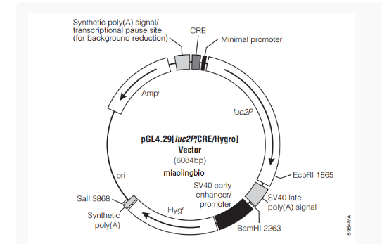 pGL4.29[luc2P-CRE-Hygro]哺乳报告质粒