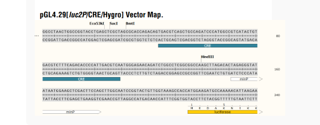 pGL4.29[luc2P-CRE-Hygro]哺乳报告质粒