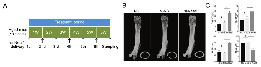 【更新】动物用siRNA案例应用策略解析(20211015)丨含给药方式、给药剂量、动物造模、实验处理……