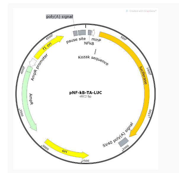 pNF-kB-TA-LUC哺乳报告质粒