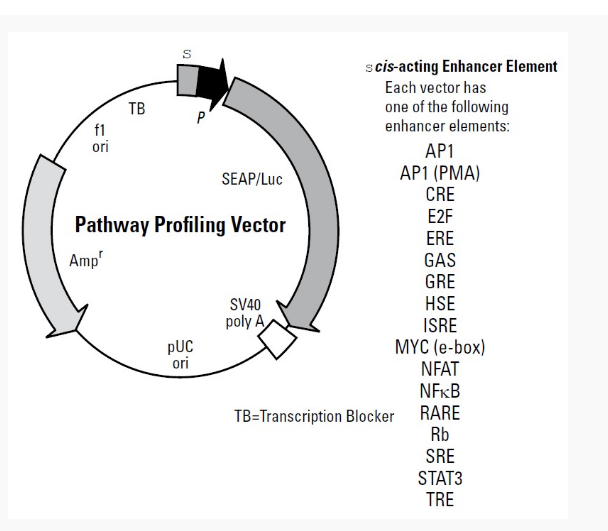 pGAS-TA-Luc哺乳报告质粒