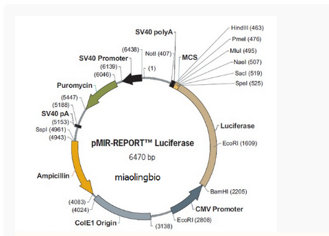 pMIR-Report Luciferase哺乳报告质粒