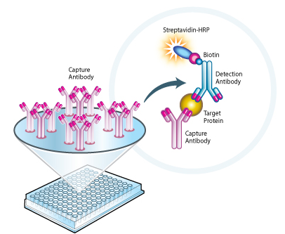 人8-epi-PGF2α进口检测试剂盒