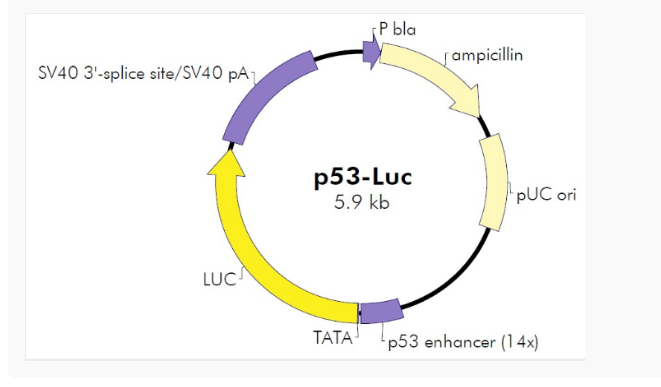 p53-Luc哺乳报告质粒