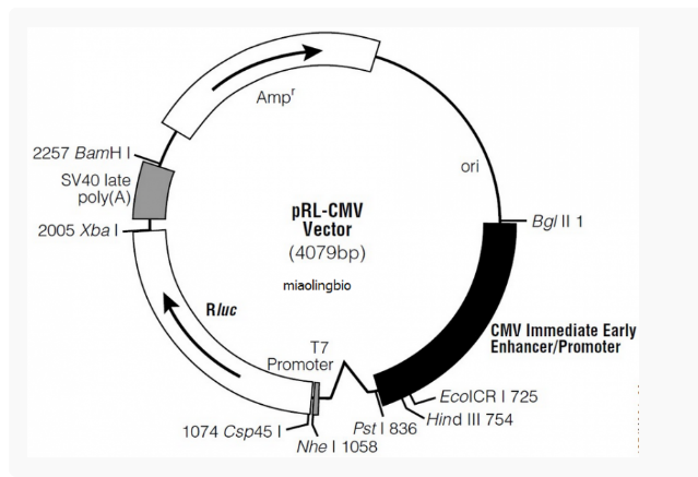 pRL-CMV哺乳报告质粒
