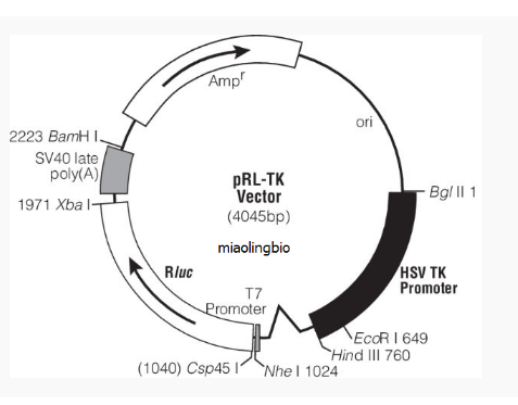 pRL-TK哺乳报告质粒