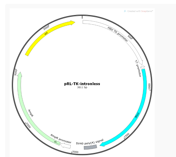 pRL-TK-intronless哺乳报告质粒