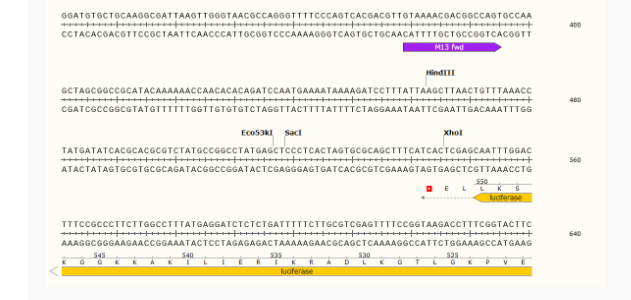 pMIR-Report Luciferase哺乳报告质粒