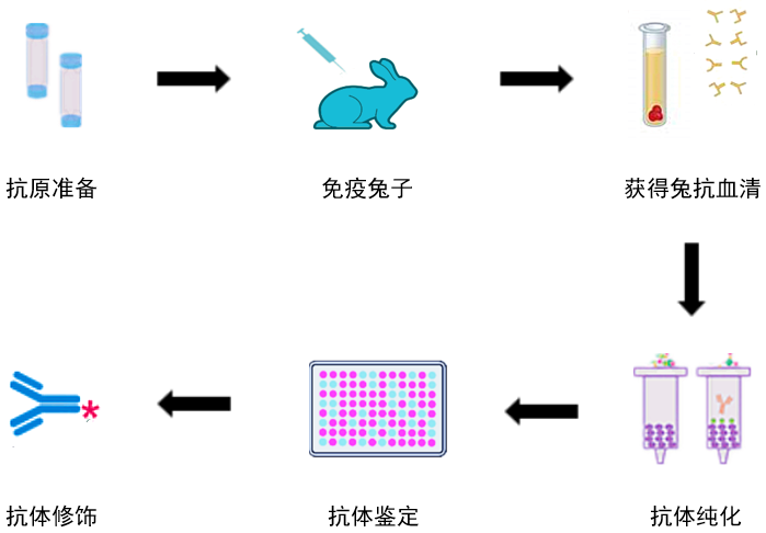 兔多克隆抗体定制服务
