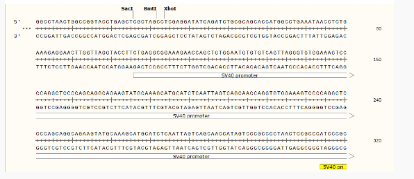 pGL4.73[hRluc /SV40]哺乳报告质粒