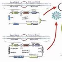 AAV-U6gRNA1-U6gRNA2-TnT-Cre同源重组质粒